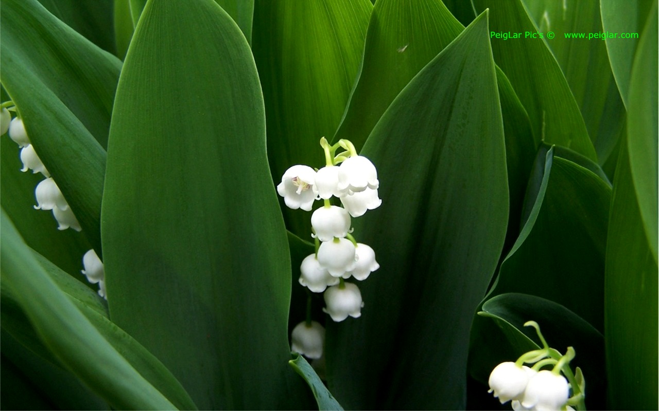 plants 100_0560dt.jpg